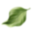 Floating leaf 1